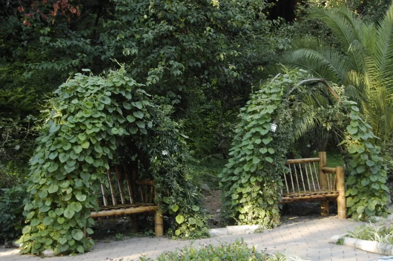 Batumi Botanical Garden